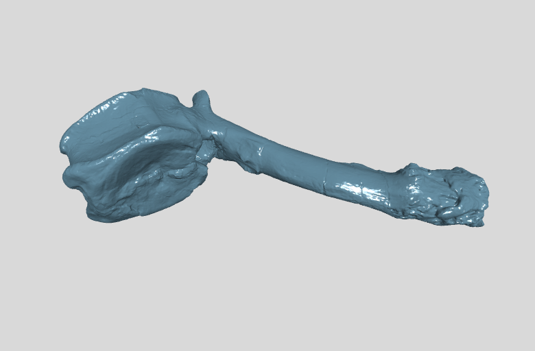 ANHM 2 845 79 (26) Terminal caudal vertebrae