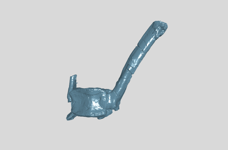 ANHM 2 845 81 (28) Terminal caudal vertebrae