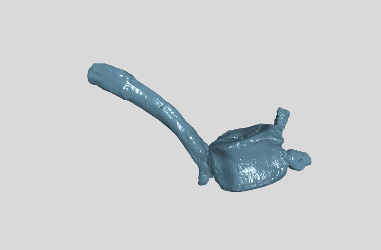 ANHM 2 845 83 (29) Terminal caudal vertebrae