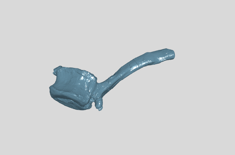 ANHM 2 845 86 (31)  Terminal caudal vertebrae