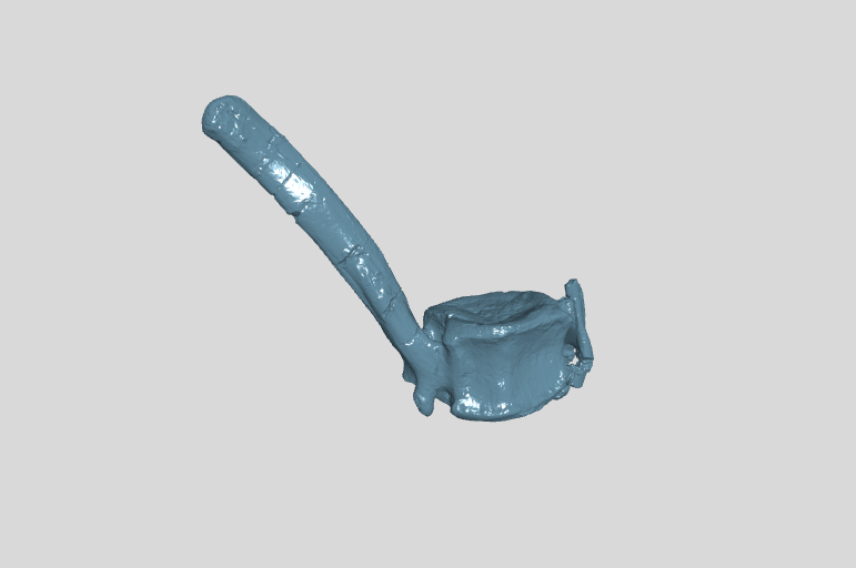 ANHM 2 845 92 (34)  Terminal caudal vertebrae