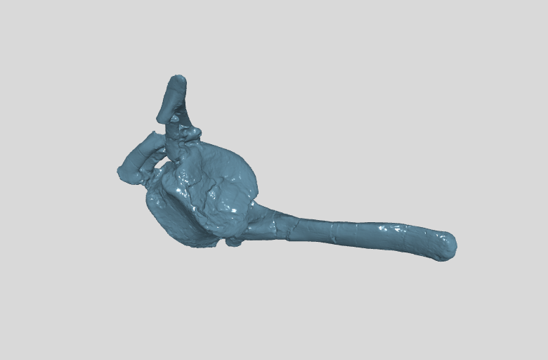 ANHM 2 845 95,97 (36)  Terminal caudal vertebrae