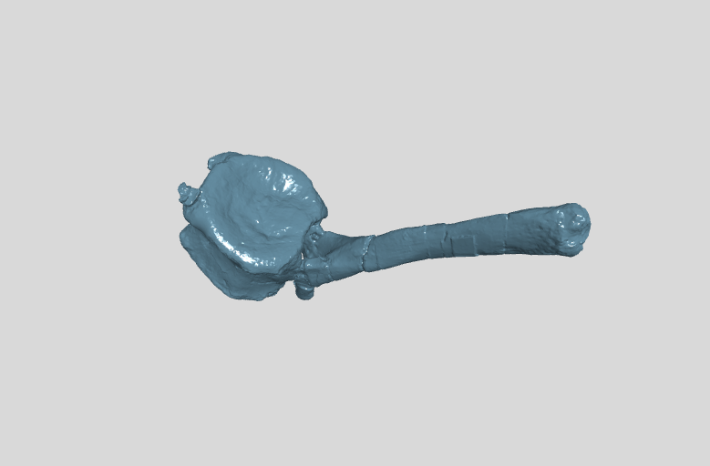 ANHM 2 845 96 (37)  Terminal caudal vertebrae