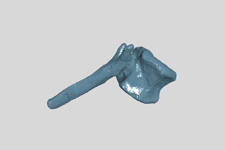 ANHM 2 845 99 (45) Terminal caudal vertebrae