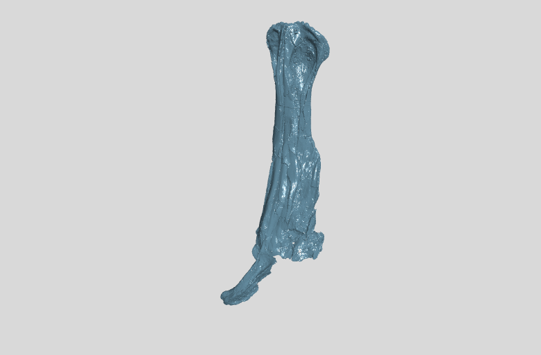 Right premaxilla and rostral portion of right nasal large