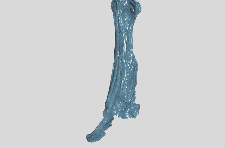 Right premaxilla and rostral portion of right nasal small